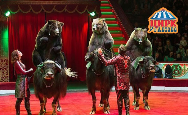 Скидка на Билеты для детей и взрослых на легендарное шоу «Медведи на буйволах» в цирке «Автово» со скидкой 50%