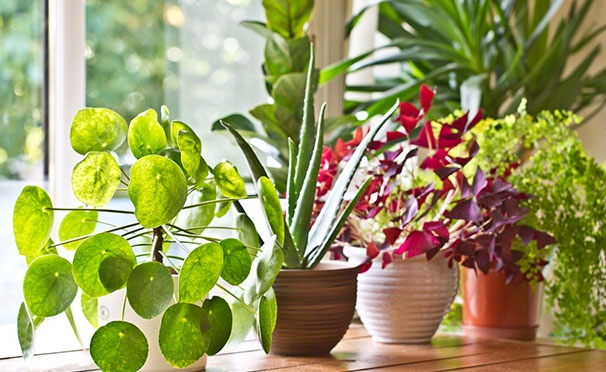 Скидка на Скидка 30% на комнатные растения в горшках от компании GreenAround
