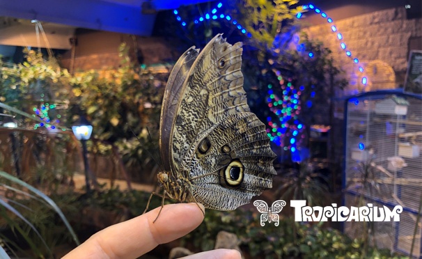 Скидка на Билет на выставку живых тропических бабочек и экзотических беспозвоночных в выставочно-познавательном центре «Тропикариум». Скидка 50%