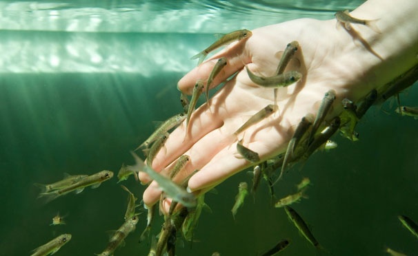 Скидка на Fish-пилинг ног или всего тела рыбками Гарра Руфа, а также spa-программа «Сила природы» для двоих в центре Fish Spa. Скидка до 78%
