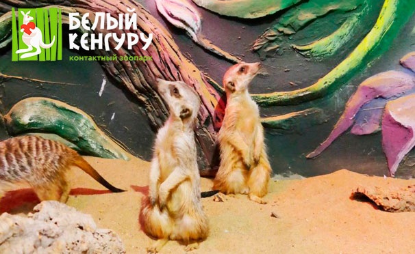 Скидка на Ощущение счастья! Билеты в контактный зоопарк «Белый кенгуру» в будни и выходные. Скидка 50%