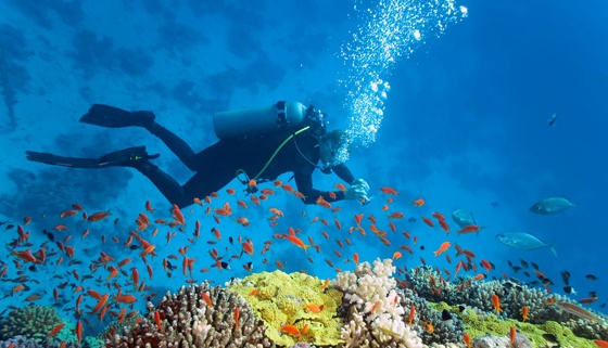 Скидка на Базовый курс дайвинга Open Water Diver в аквапарке «Мореон» от клуба «Морские ангелы». Скидка до 75%