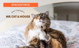 Гостиница для кошек Mr. Cat & House