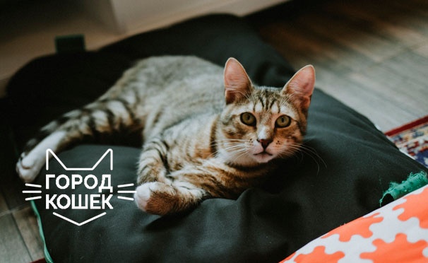 Скидка на Скидка до 52% на посещение котокафе «Город кошек» для одного или двоих 