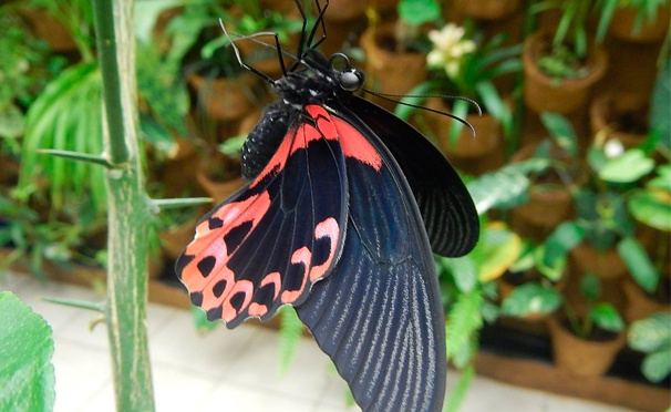 Скидка на Выставка живых тропических бабочек и экзотических беспозвоночных для детей и взрослых от выставочно-познавательного центра «Тропикариум». Скидка до 65%