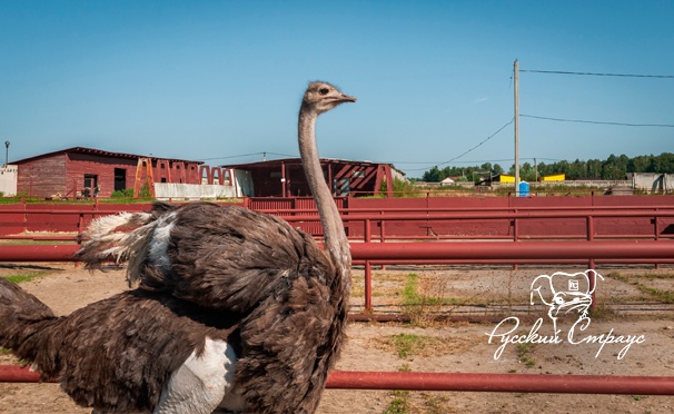 Скидка на Билеты на страусиную ферму «Русский страус»: экскурсия, кормление птиц, проверка страусиных яиц и не только. Скидка до 49%