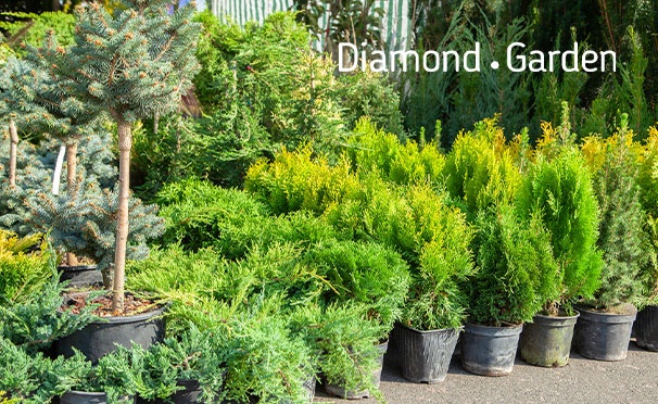 Скидка на Скидка 50% на хвойные, плодовые, лиственные и декоративные растения от торгового дома Diamond Garden
