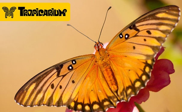 Скидка на Выставка живых тропических бабочек и экзотических беспозвоночных для детей и взрослых в выставочно-познавательном центре «Тропикариум». Скидка до 65%