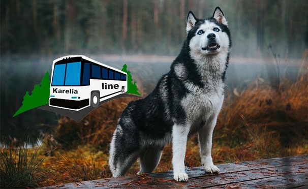Скидка на Скидка 64% на автобусный тур «Мир хаски и природа Карелии» от компании Karelia-Line