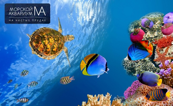 Скидка на Экскурсия в океанариум «Морской аквариум на Чистых прудах» для взрослых и детей по будням и выходным со скидкой до 64%!